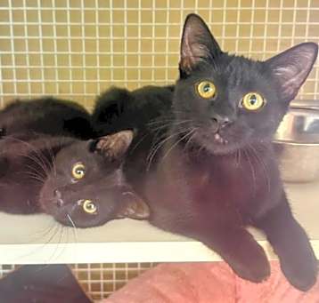 Photo of Fidget & Digit