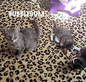 Photo of Bubblegum