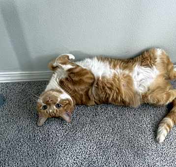 Photo of Simba