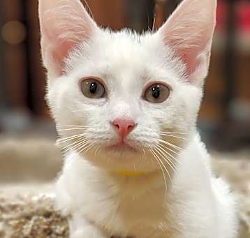 Photo of Footsie