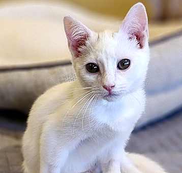 Photo of Snowflake