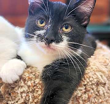 Photo of Tux