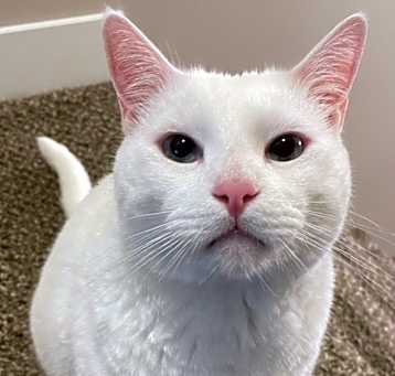 Photo of Samson