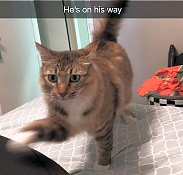 Photo of Mr Mittens