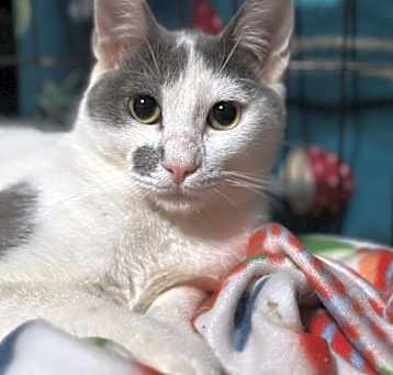 Photo of Chili