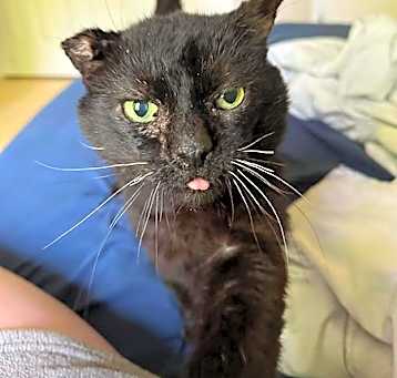 Photo of Onyx (FIV+)