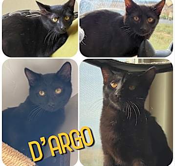Photo of D’argo