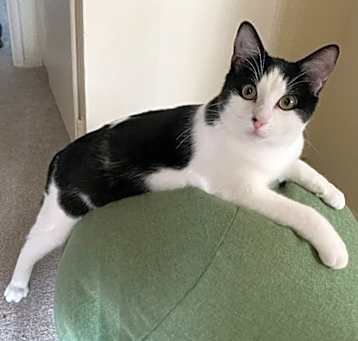 Photo of LOUIE (LULU)