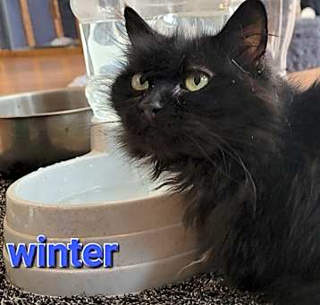 Photo of Winter