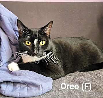 Photo of Oreo