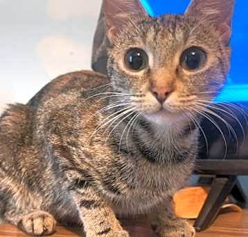 Photo of Stella