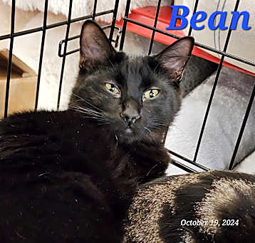 Photo of Bean