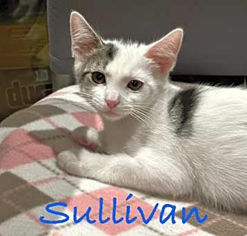 Photo of Sullivan