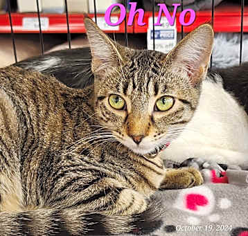 Photo of Oh No!