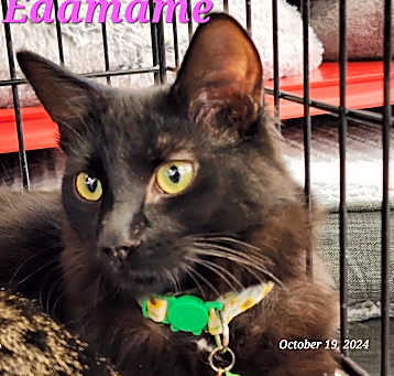 Photo of Edamame