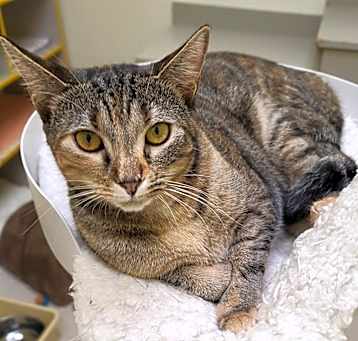 Photo of Janie (must go with Zuzu)