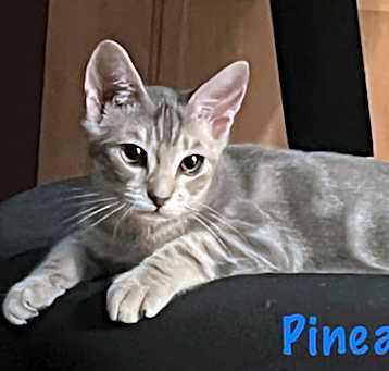 Photo of Pineapple