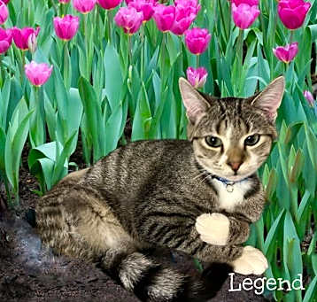 Photo of Legend *kitten*
