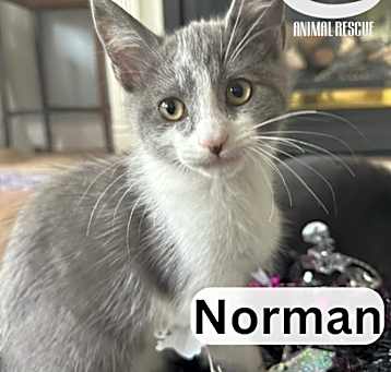 Photo of Norman - Snuggle Master!