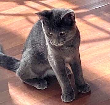 Photo of Gigolette