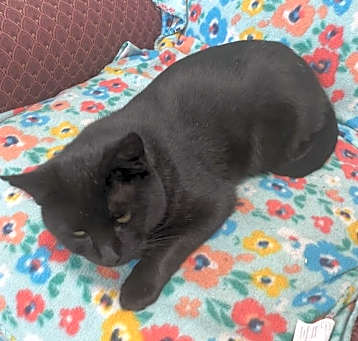 Photo of Shadow