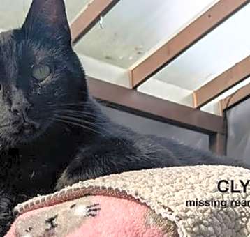 Photo of Clyde