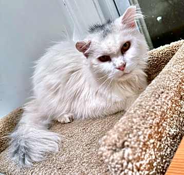 Photo of Yeti Tina