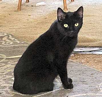 Photo of Ebony