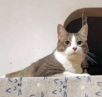 Photo of Bongo
