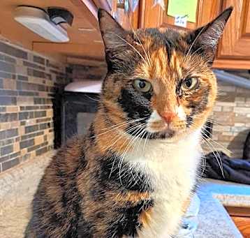 Photo of Acme with extra toes!