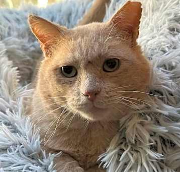 Photo of teddy buff