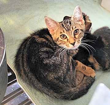 Photo of Evalyn 24-175