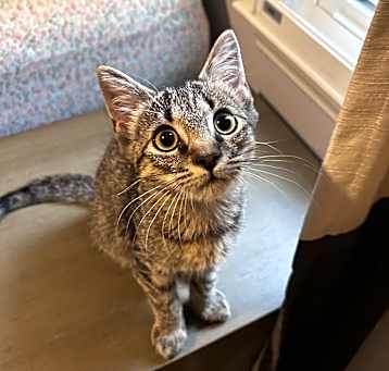 Photo of Laszlo