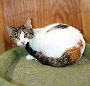 Photo of caliope