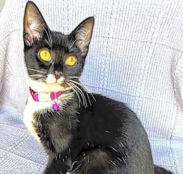Photo of KITTEN MARS
