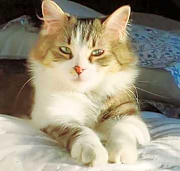 Photo of Gracie