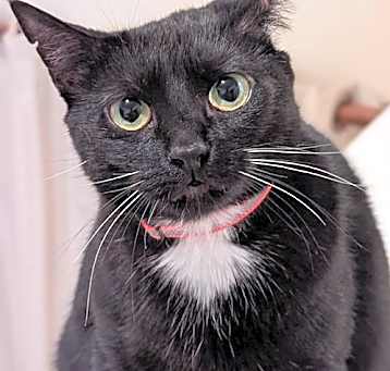 Photo of Thunderbird ('Birdie')