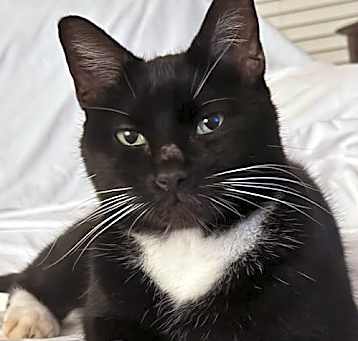 Photo of Oreo