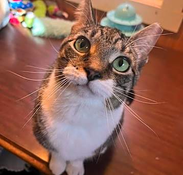 Photo of Piper