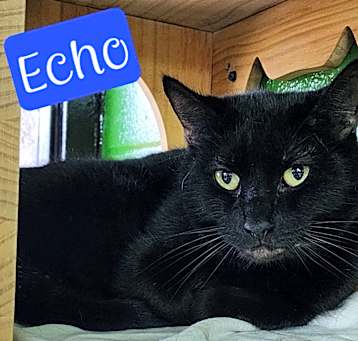 Photo of Echo