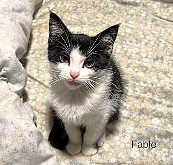 Photo of Fable