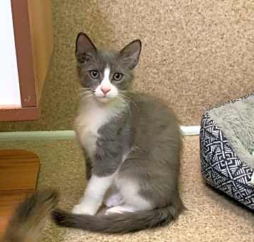 Photo of Sage