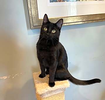 Photo of Raven