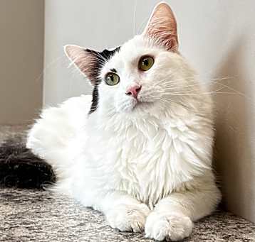 Photo of Cypress