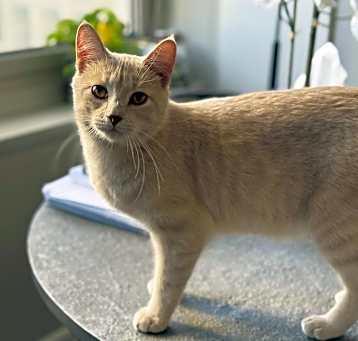 Photo of Yoda