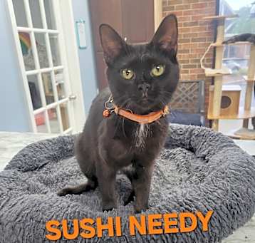 Photo of Sushi Needy