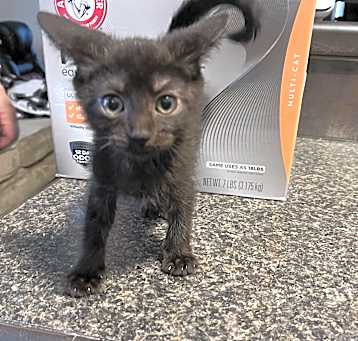 Photo of Mini-Me