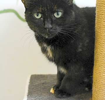 Photo of Cadbury