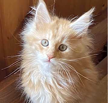 Photo of Puff