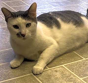 Photo of Cosmo